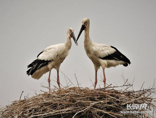 河北 加強候鳥保護 確保安全遷徙鳳凰網河北 鳳凰網